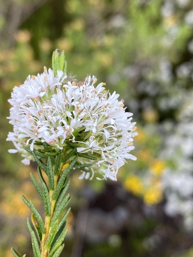 Sheep Buchu (Agathosma virgata)