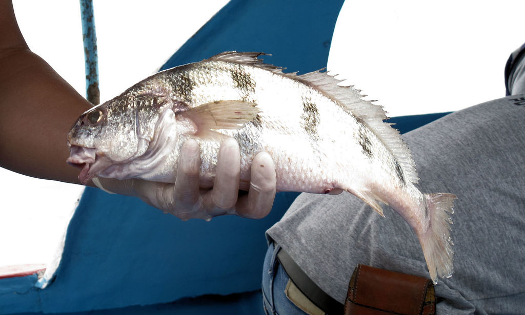Banded croaker (Paralonchurus dumerilii) — Sciaenidae