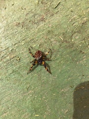 Neoscona orizabensis