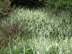 Phalaris arundinacea picta