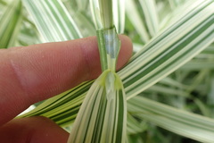 Phalaris arundinacea picta