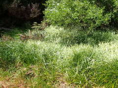 Phalaris arundinacea picta