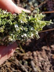 Cladonia turgida