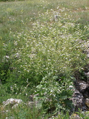 Crambe koktebelica