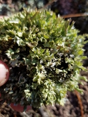 Cladonia turgida
