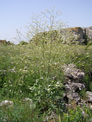 Crambe koktebelica
