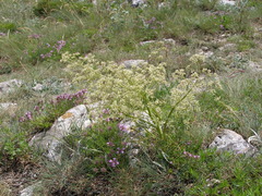 Trinia