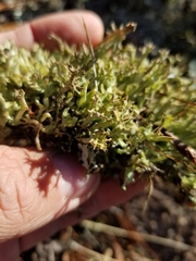 Cladonia turgida