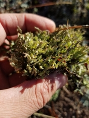 Cladonia turgida