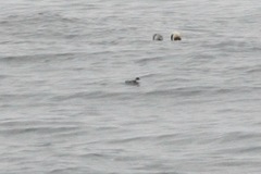 Pelecanoides garnotii