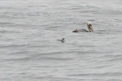 Pelecanoides garnotii