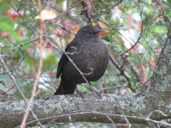 Turdus merula