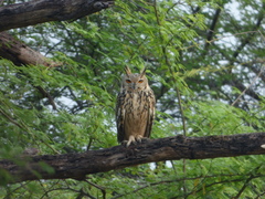 Bubo bengalensis