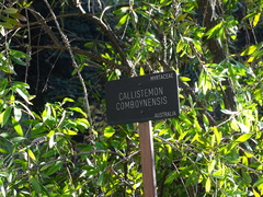 Melaleuca comboynensis
