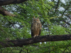 Bubo bengalensis
