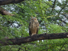 Bubo bengalensis