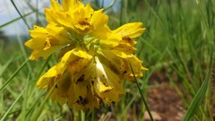 Eulophia leontoglossa