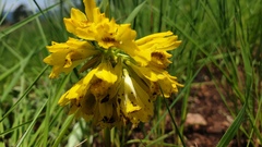 Eulophia leontoglossa