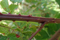 Rubus leptothyrsos