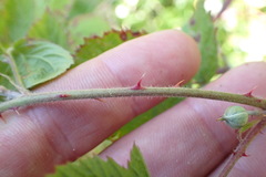 Rubus leptothyrsos