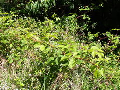 Rubus leptothyrsos