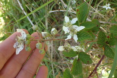 Rubus leptothyrsos