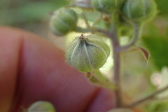 Rubus leptothyrsos