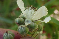 Rubus leptothyrsos