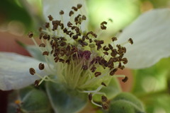 Rubus leptothyrsos