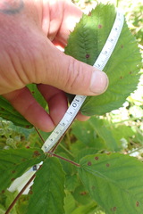 Rubus leptothyrsos
