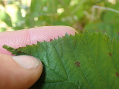 Rubus leptothyrsos