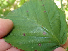 Rubus leptothyrsos