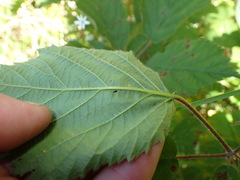 Rubus leptothyrsos