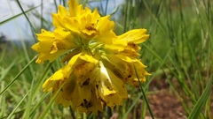 Eulophia leontoglossa