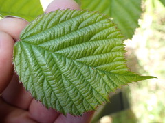 Rubus leptothyrsos