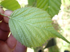 Rubus leptothyrsos