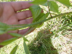Rubus leptothyrsos