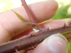 Rubus leptothyrsos