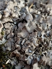 Dermatocarpon luridum