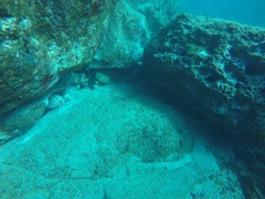 Gymnothorax castaneus