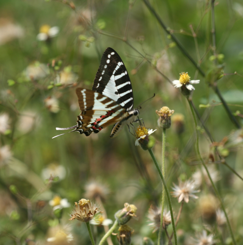 Spot Swordtail