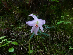Lilium japonicum
