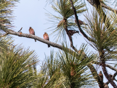Leucosticte tephrocotis littoralis