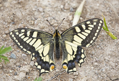 Papilio machaon aliaska