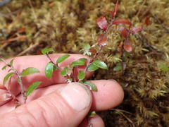 Gaultheria macrostigma