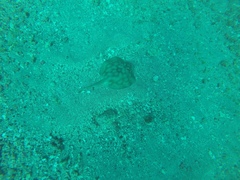 Urobatis concentricus