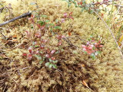 Gaultheria macrostigma