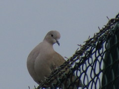 Streptopelia decaocto