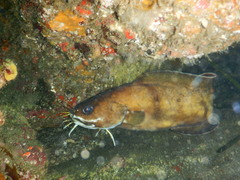 Brotula multibarbata