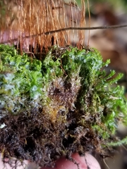 Ptychostomum creberrimum